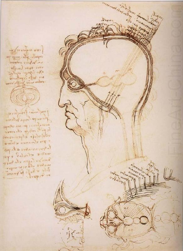 LEONARDO da Vinci Anatomical study of the brain and the scalp china oil painting image